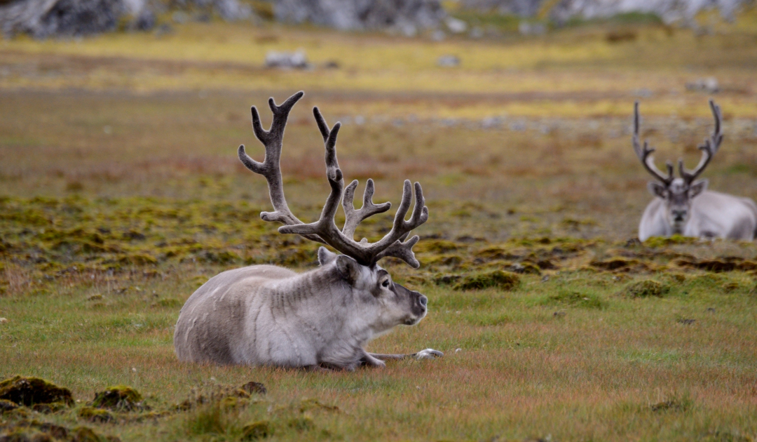 Migrating is in the genes of reindeer – but not in all of them