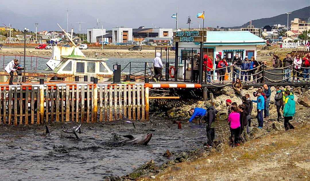 Ushuaia – Delfine verirren sich im Yacht Hafen