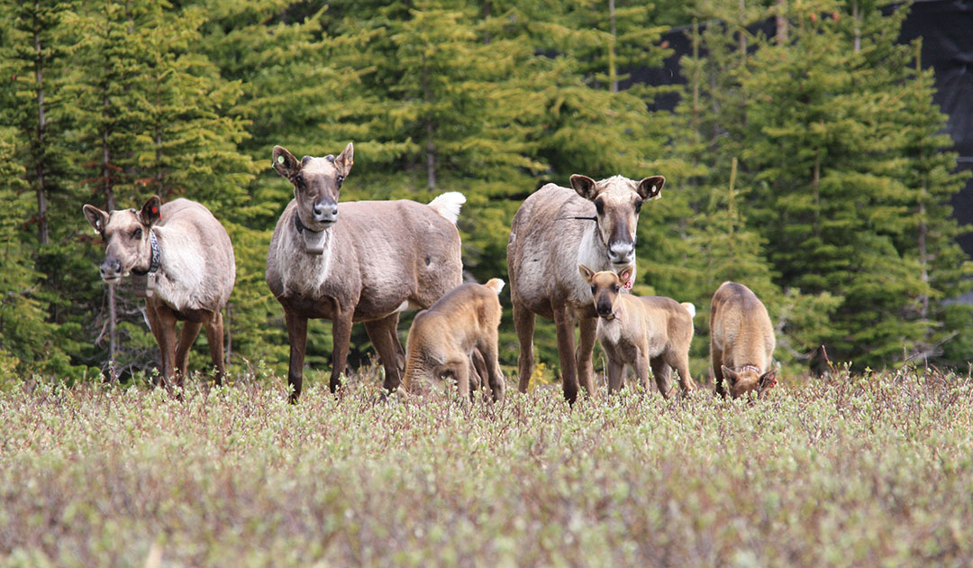 First Nations save caribou population from extinction