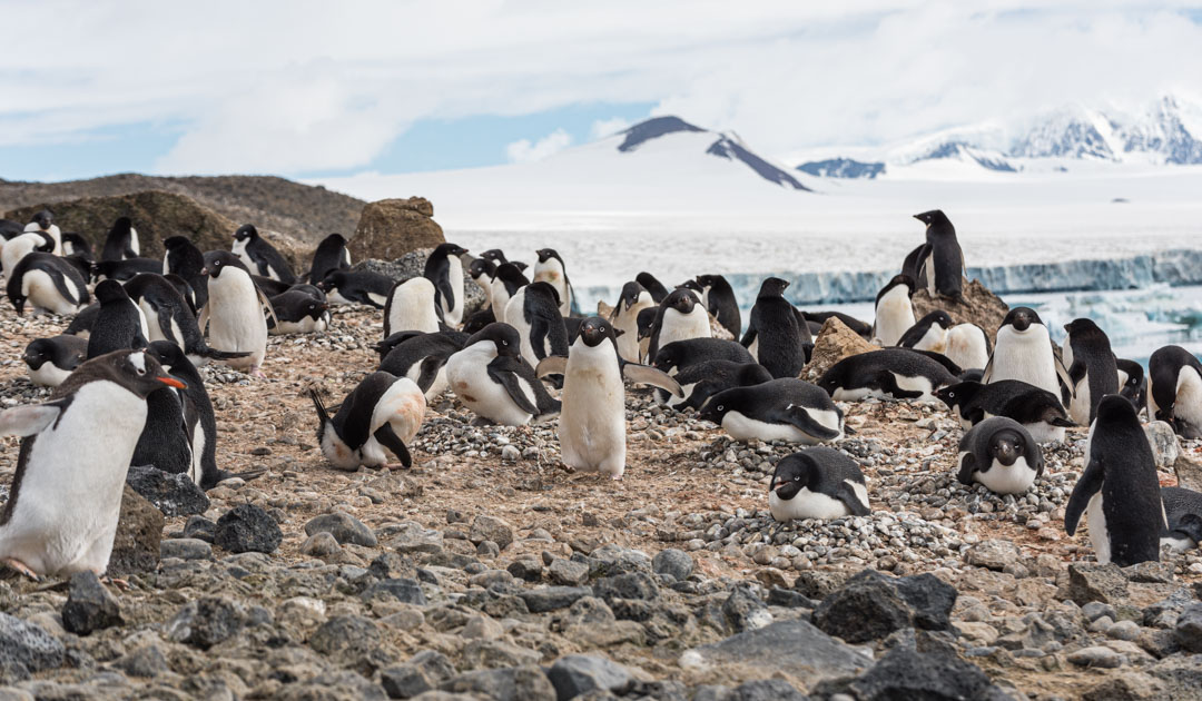 Lots of ice, lots of penguins – and vice versa