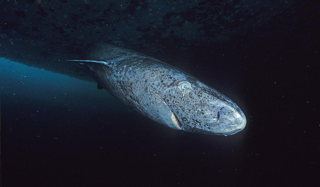 Greenland sharks — anything but voracious