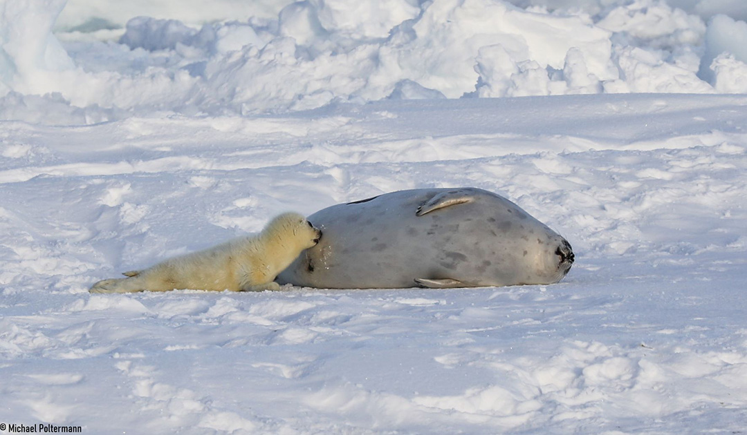 Monitoring arktischer Robben aus dem Weltraum