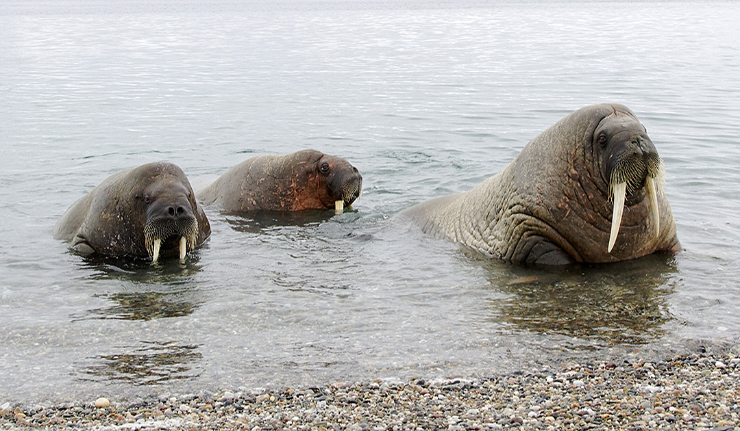 Hunting ban helped the walrus on Svalbard