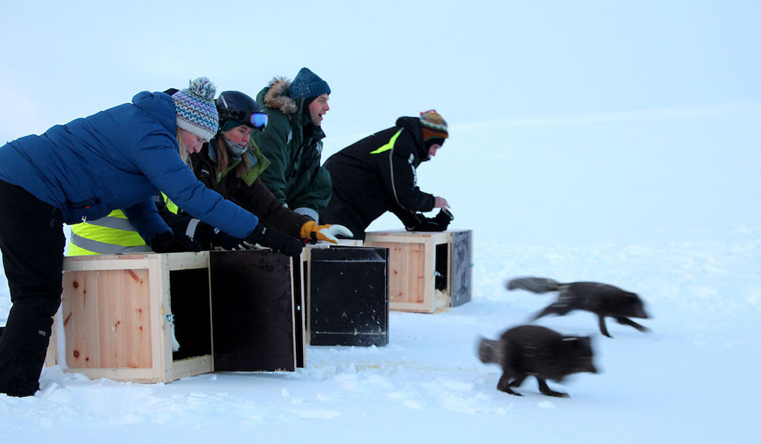 Norwegens Polarfuchs erlebt ein langsames, stetiges Comeback