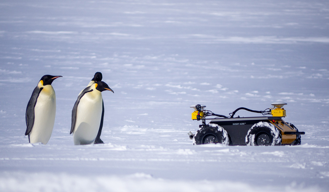 Robot monitors emperor penguins up close