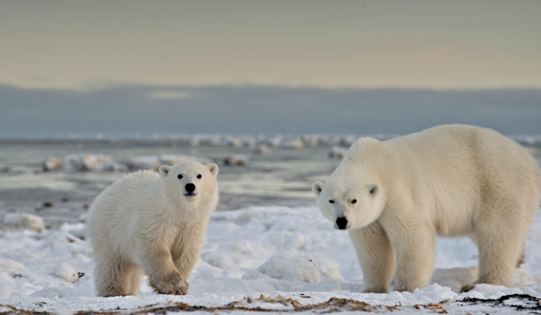 Polar bear surprised villagers in southeastern Canada
