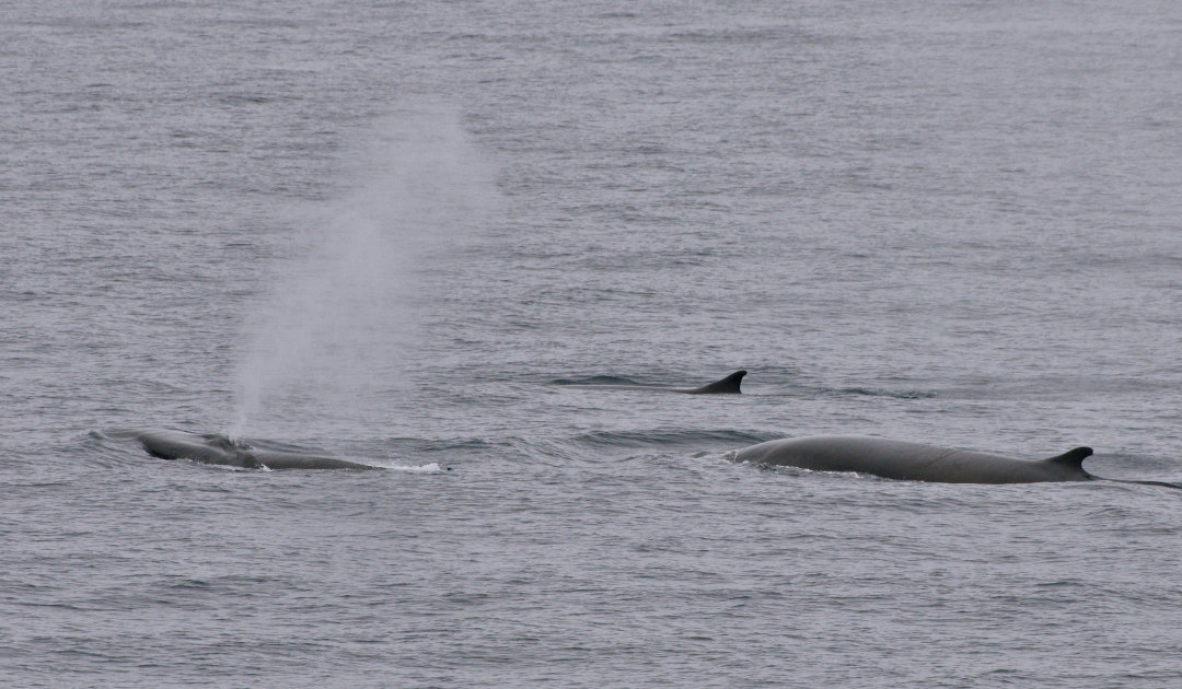 Researchers “hear” migration routes of southern fin whales