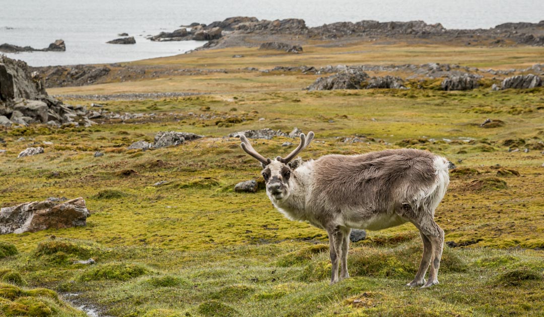 The fattest reindeer live on Svalbard