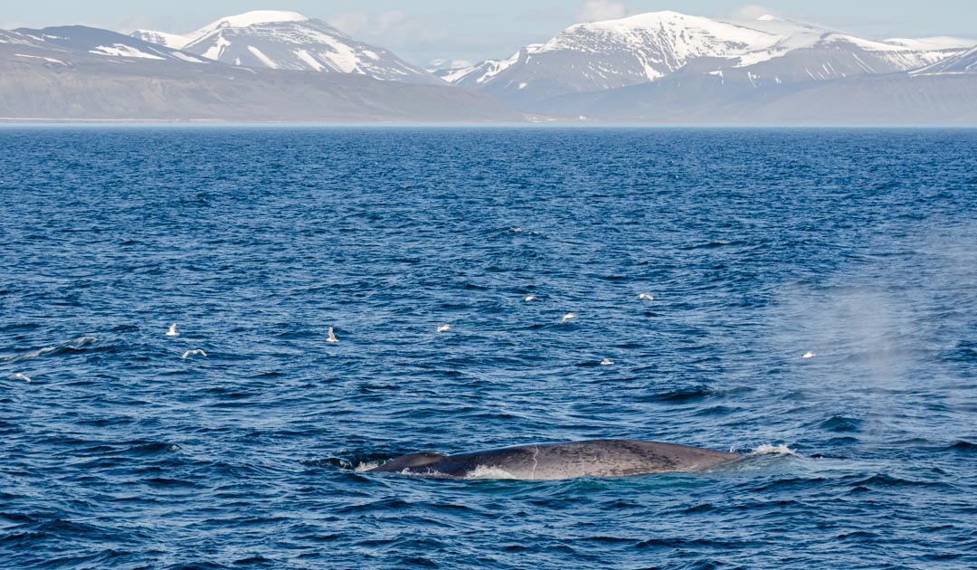John Schu on X: Blue 55 is a whale who sings at a frequency