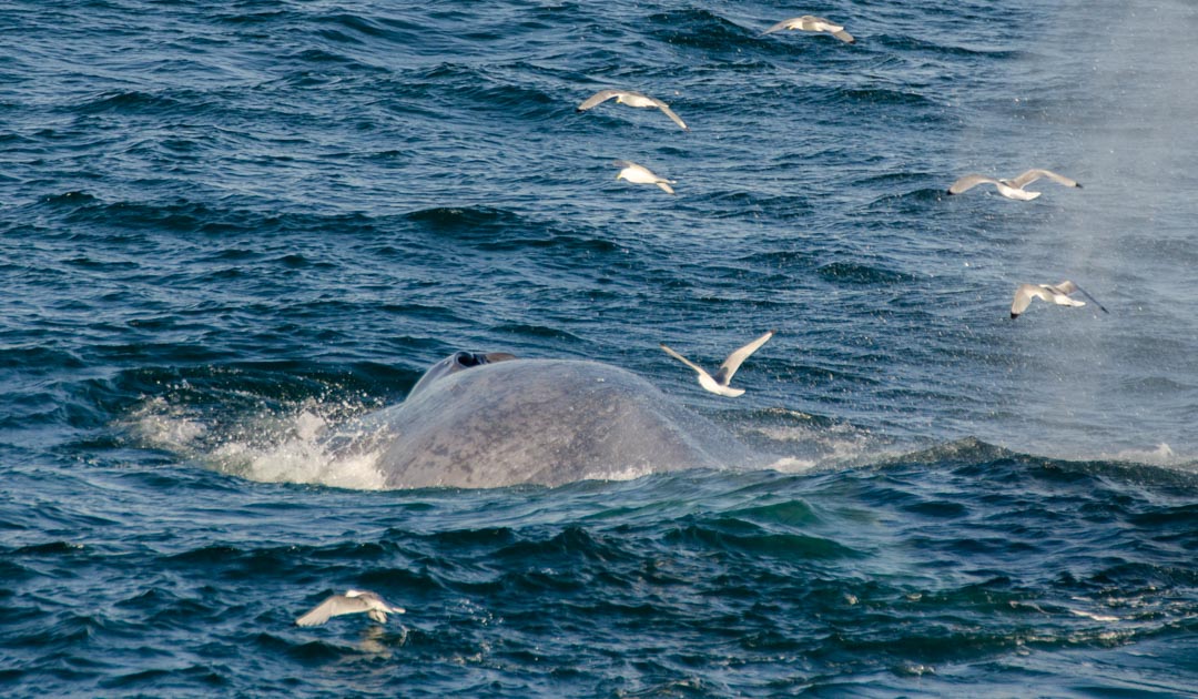 Eavesdrop on whales off Svalbard at the speed of light
