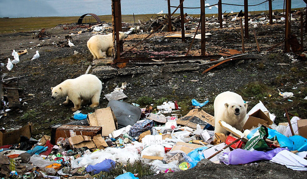 Polar bears are increasingly feeding on garbage | Polarjournal