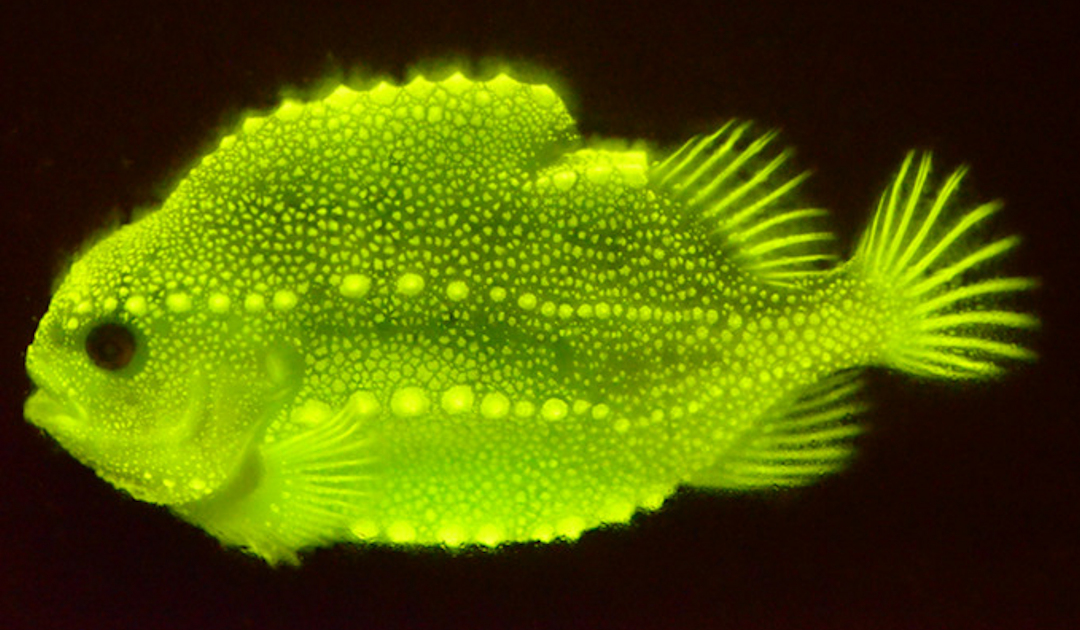 Young arctic fish glow in the dark