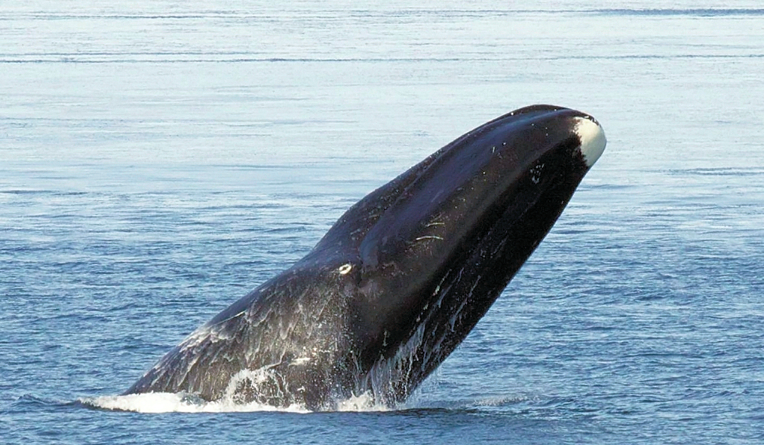 La longue vie des baleines du Groenland partiellement décryptée