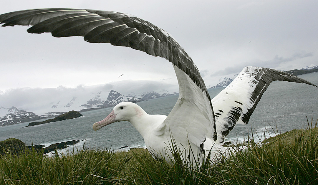 Weniger Interesse an Fischereischiffen bei älteren Albatrossen