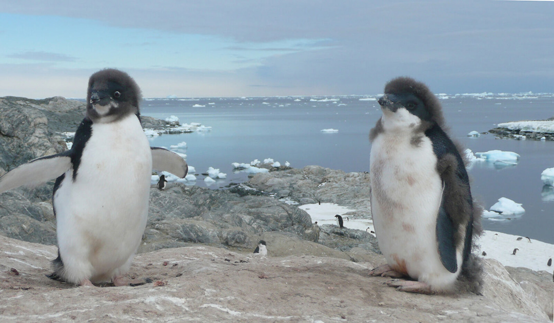 Collapse of the Adélie penguin population at Mawson in East Antarctica