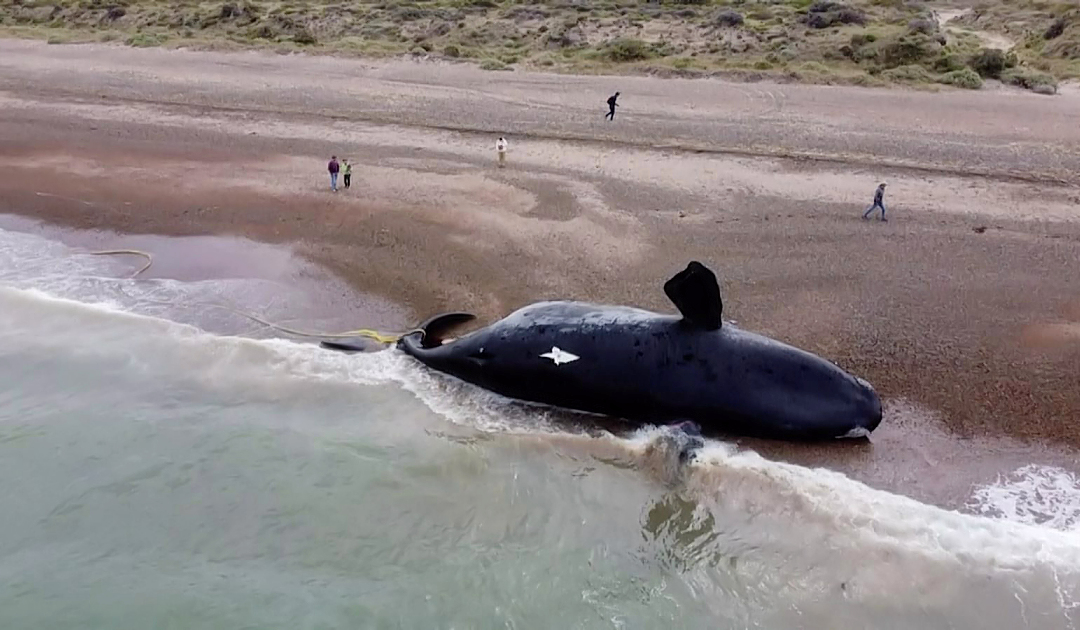 La prolifération des algues tue les baleines franches sur la côte argentine