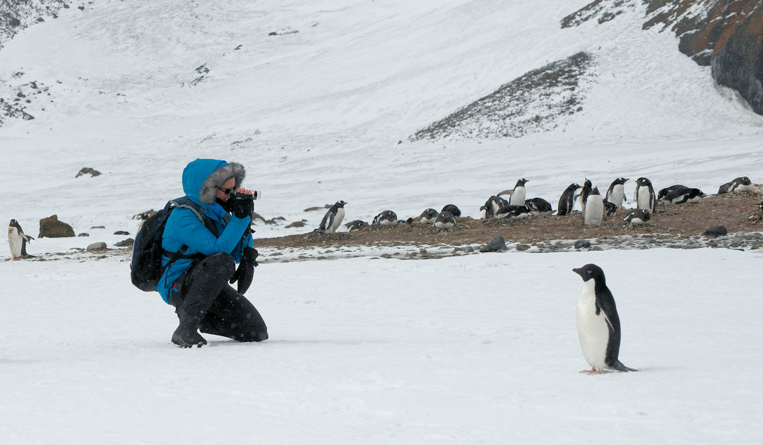 Weitere Regeln zum Schutz antarktischer Tierwelt vor Vogelgrippe