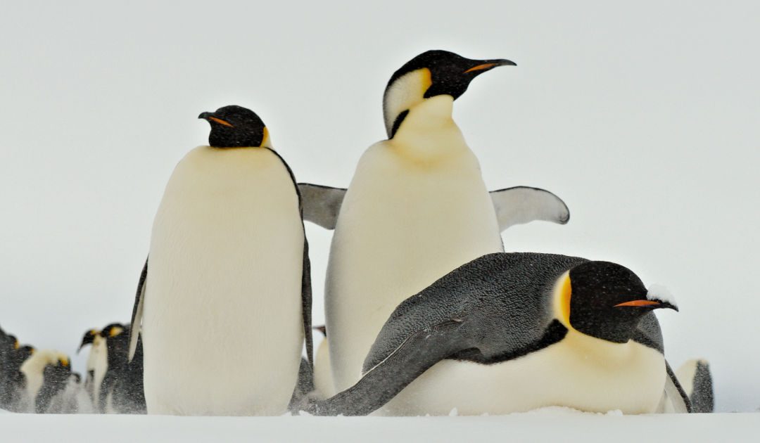 Previously unknown emperor penguin colony discovered in West Antarctica