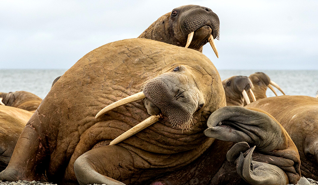 First study of walruses in the Laptev Sea
