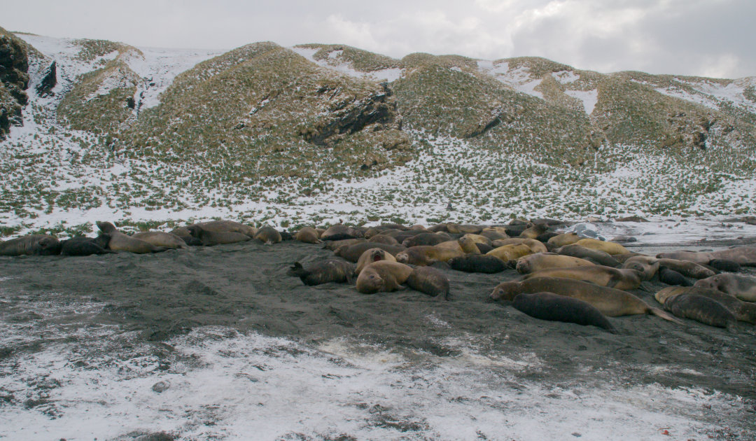 The extraordinary sleeping patterns of Elephant seals