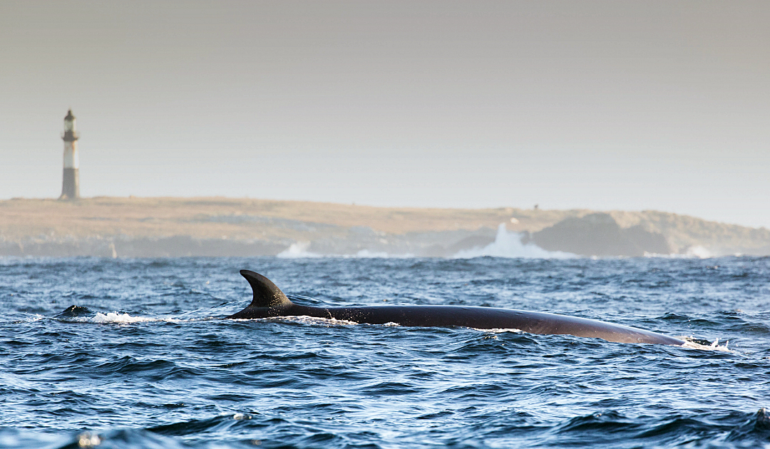 Seiwal-Gesänge deuten auf Falklandinseln als Paarungsort