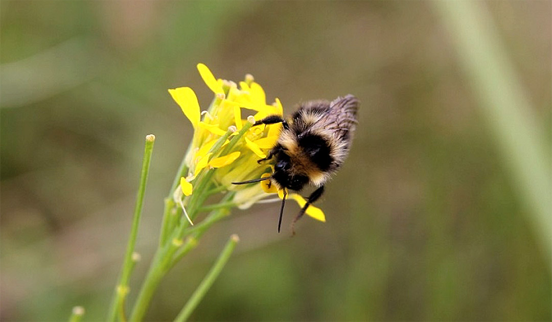 Bumblebees discovered on Arctic island