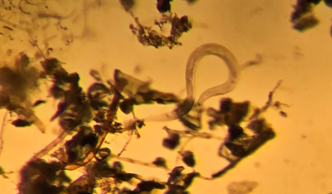 Antarktische Fadenwürmer sollen Dieselverschmutzung aufdecken