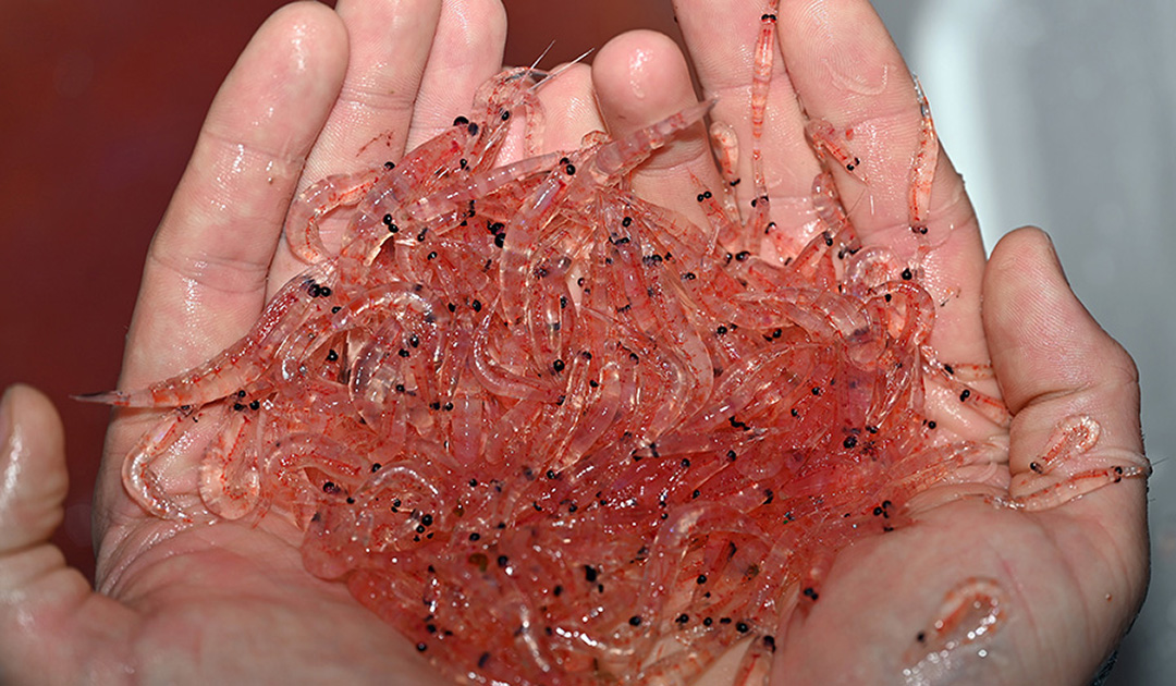 The winter survival strategies of juvenile Antarctic krill.