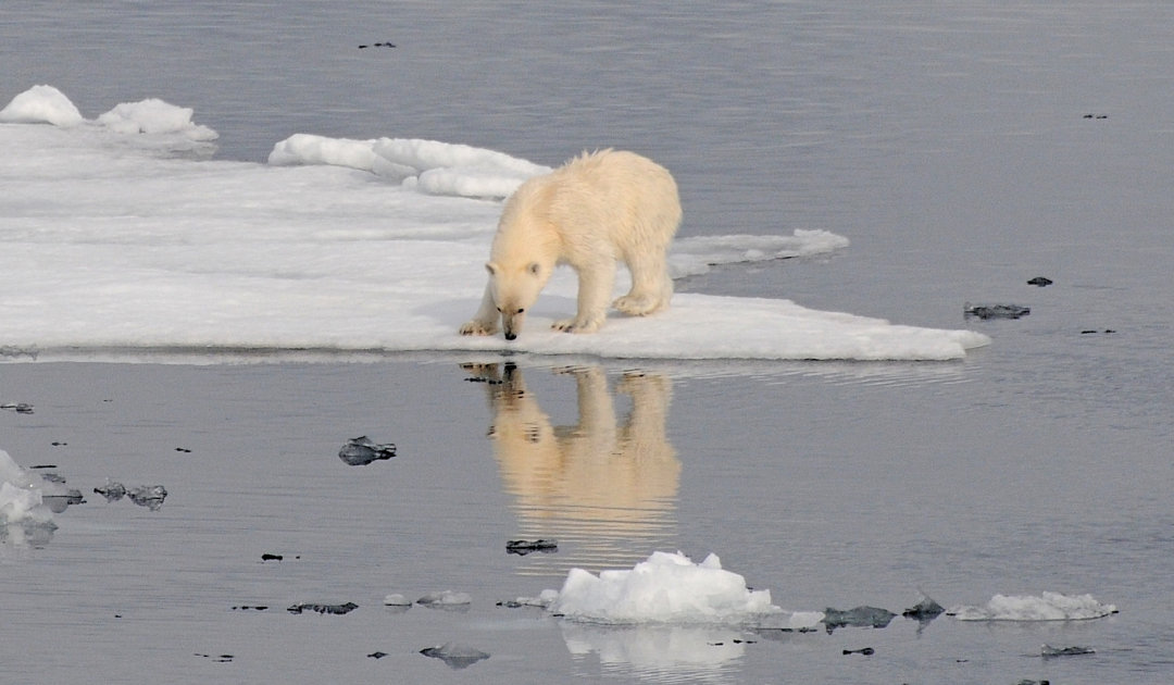 Climate change leads to more conflicts between humans and polar bears