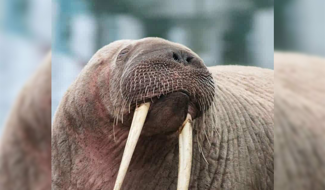 No New Year’s Eve fireworks because of walrus “Thor”