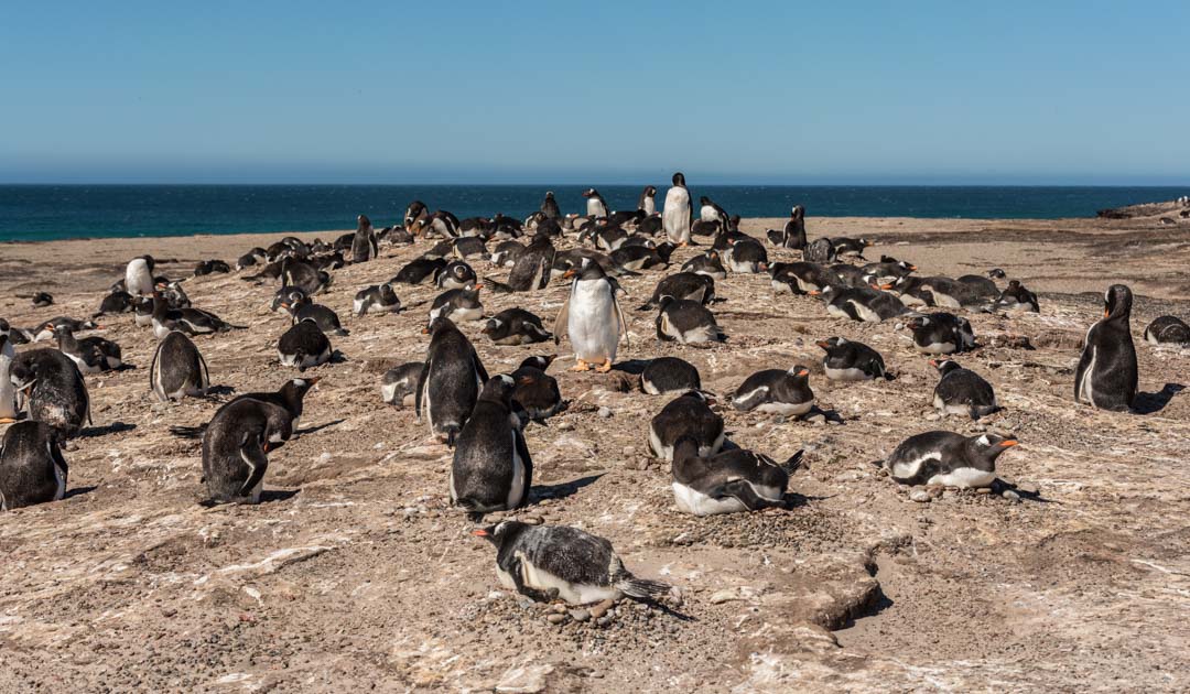 Vogelpockenausbruch bei Eselspinguinen auf den Falklandinseln