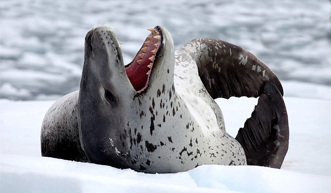 Wie Seeleoparden in der Antarktis überleben