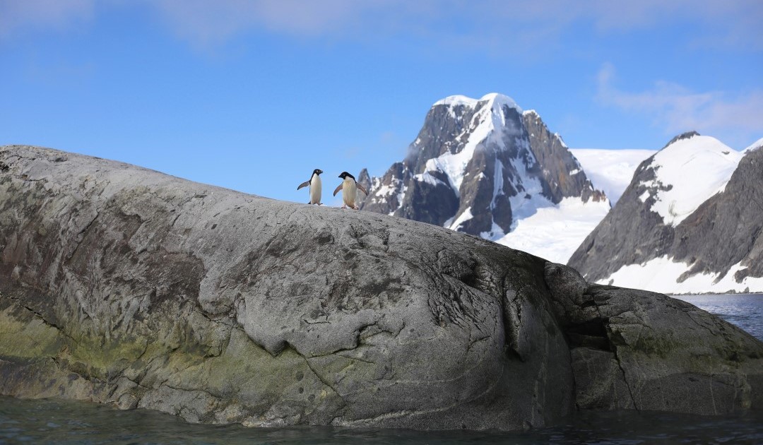 The last bastion of the Adelie in the Antarctic Peninsula