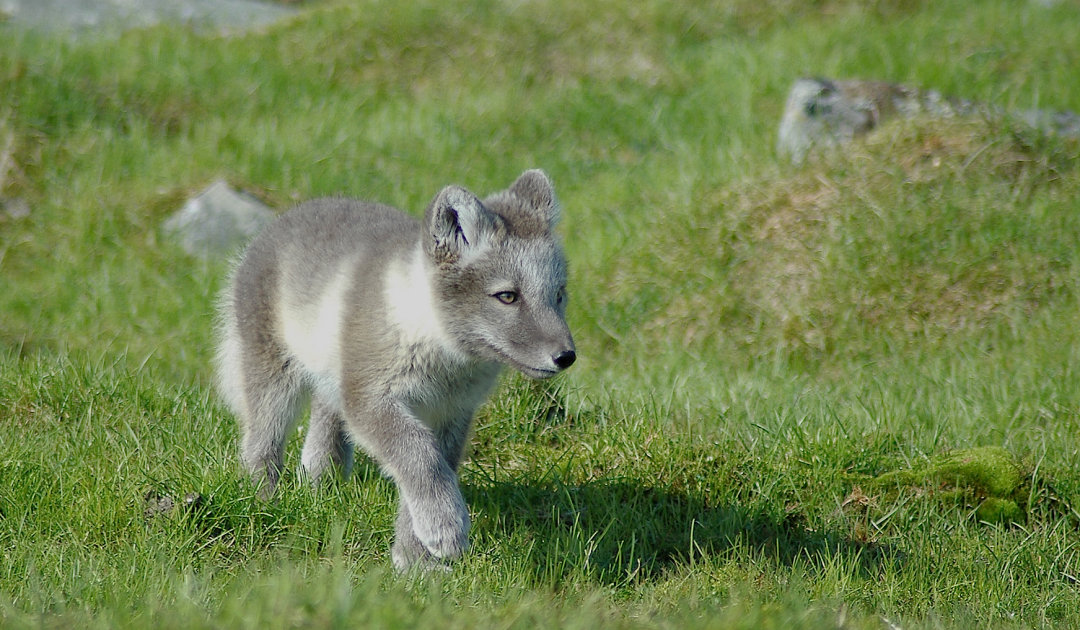 Les jeunes renards arctiques du Nunavut font de longues randonnées