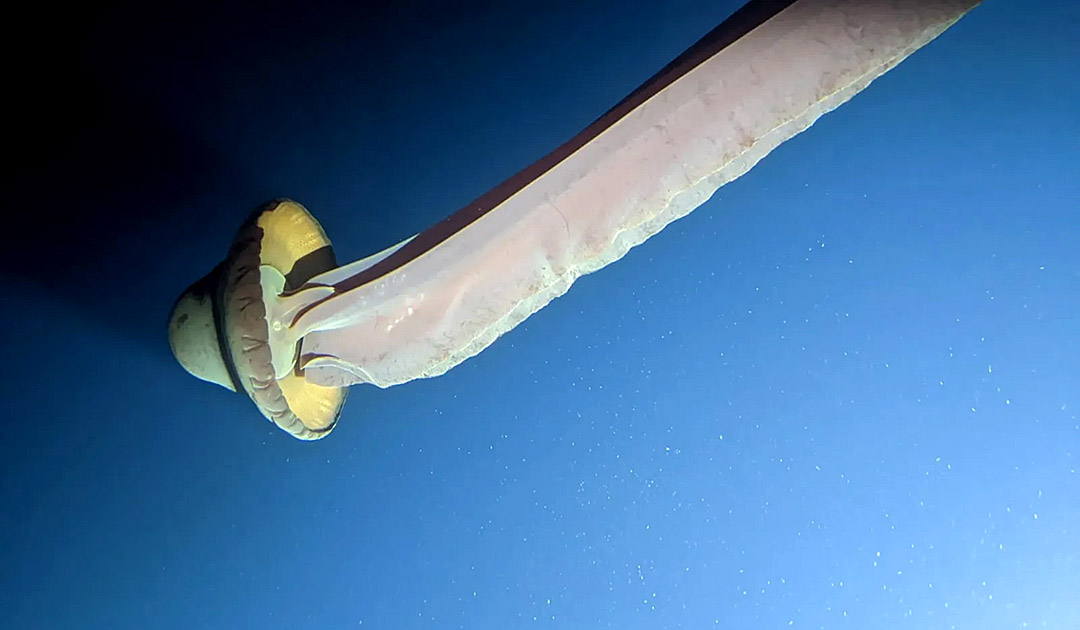 Un sous-marin touristique repère une méduse fantôme géante