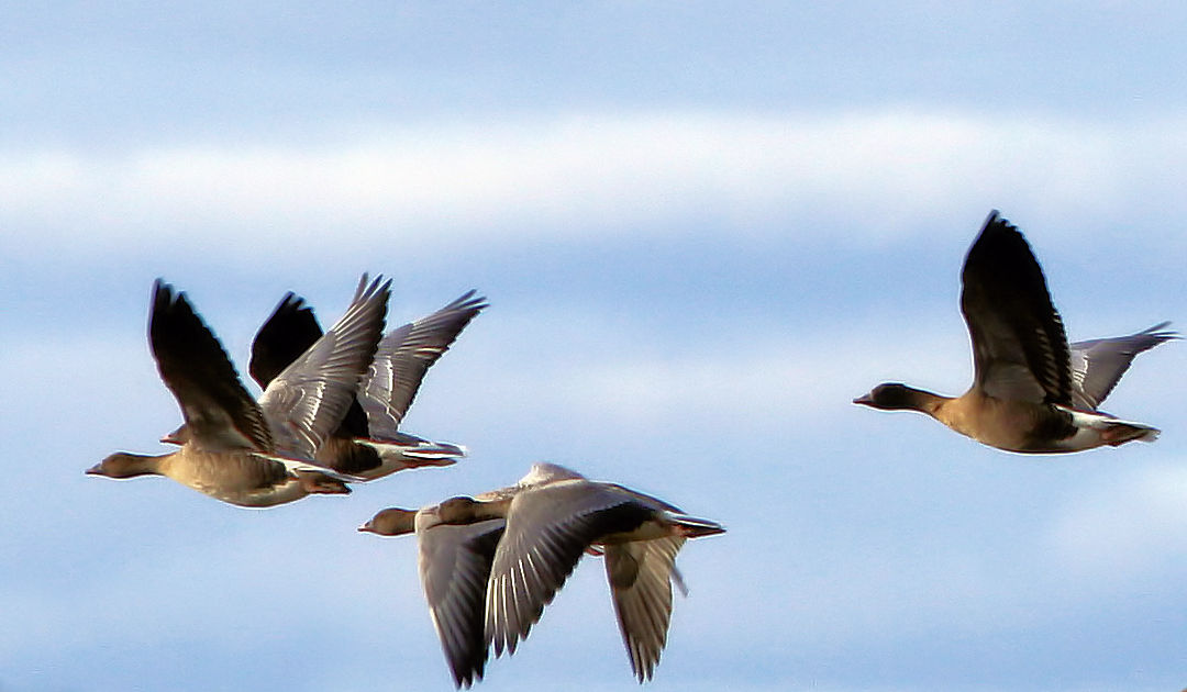 Arctic geese go new ways