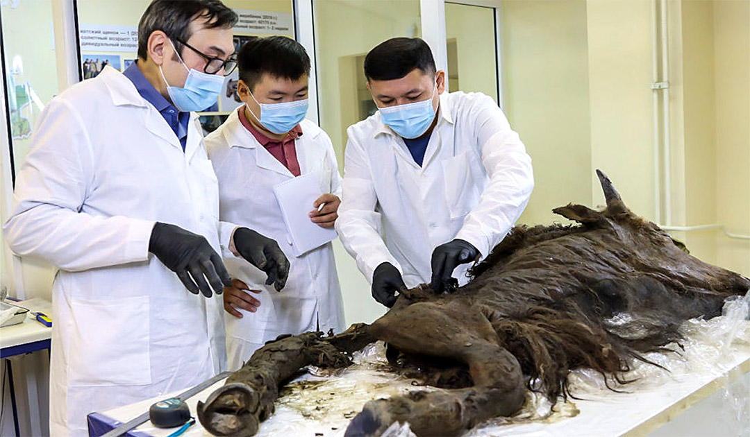 Autopsy of an 8,000-year-old bison carcass