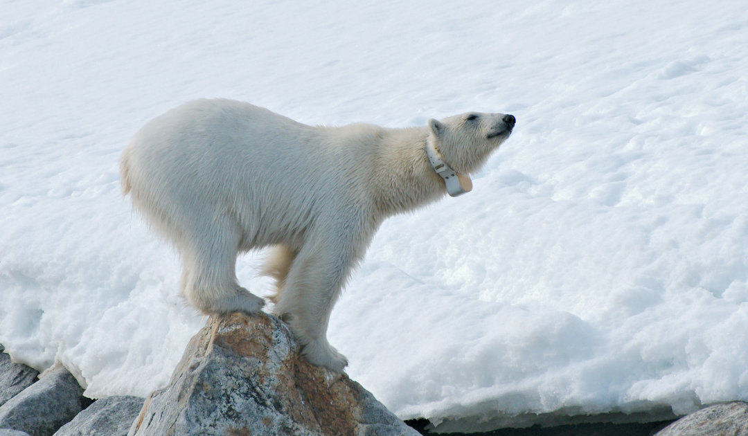 Une méthode douce mise au point pour le suivi des ours polaires