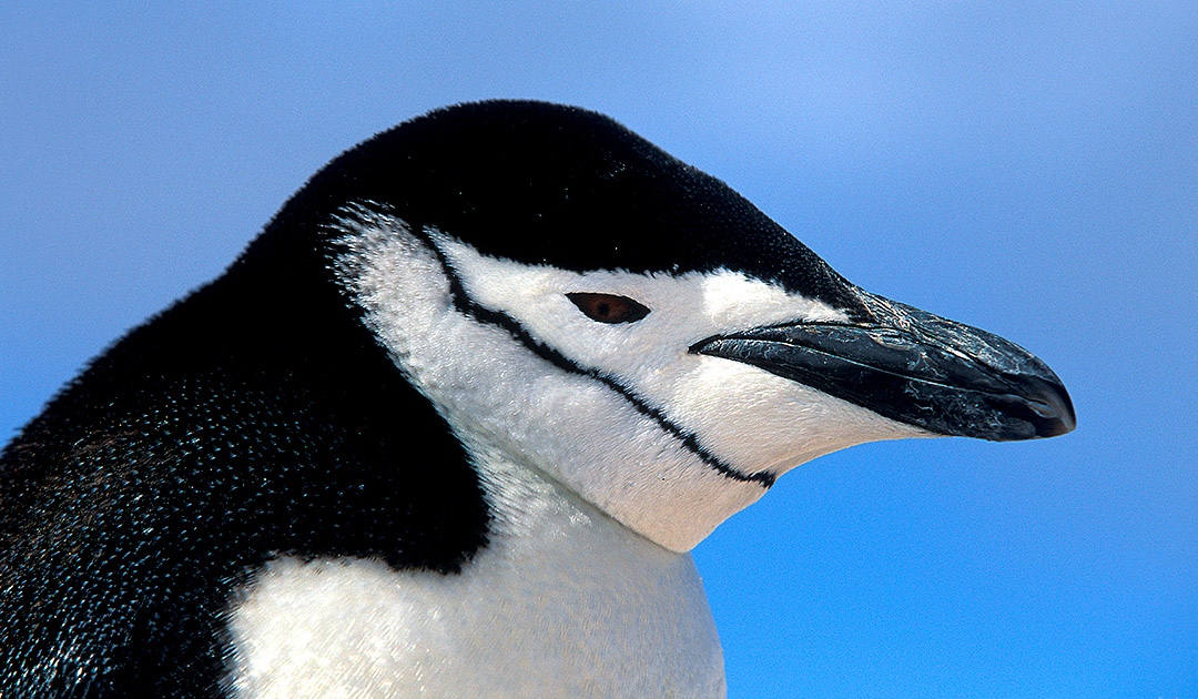 Massive decline of chinstrap penguins