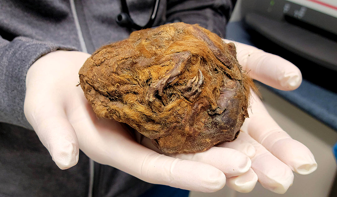 Une momie d’écureuil vieille de trente mille ans