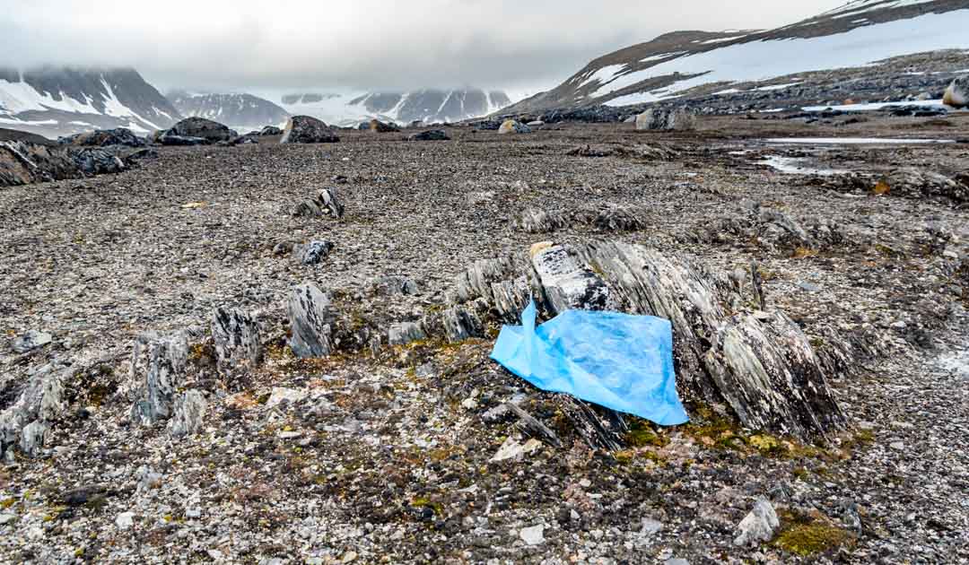 Arctic microbes can degrade bio-plastics