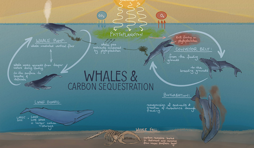 Les baleines ne vont pas réparer le climat à notre place