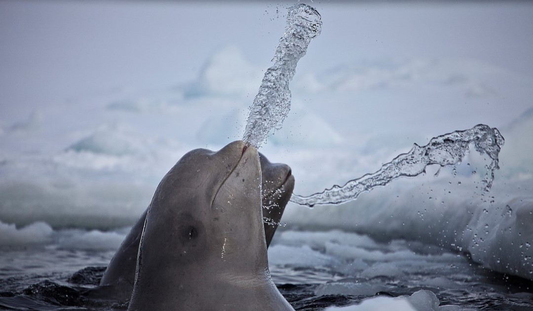 Encouraging signs of belugas returning to the Kara Sea