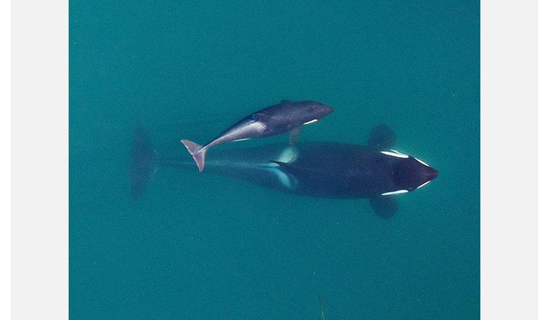 Orcas in den Wechseljahren schützen ihre Söhne