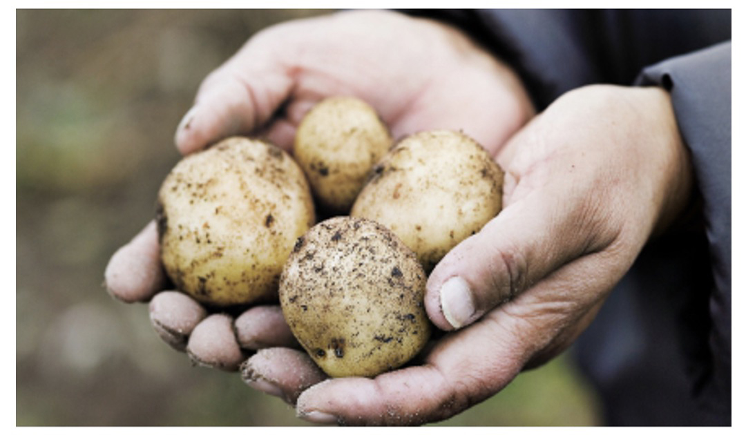 In Grönland beginnt die Selbstversorgung mit Kartoffeln