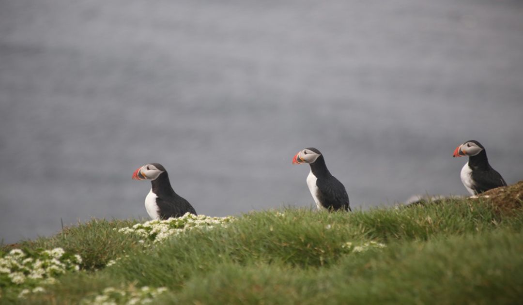 A hybrid puffin species was born with climate warming