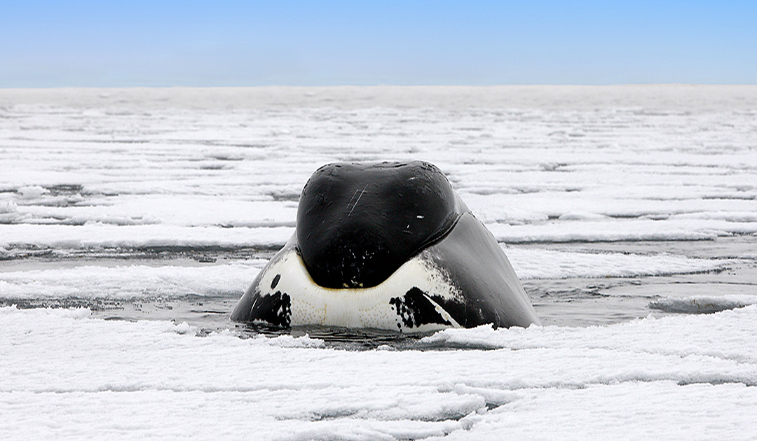 Bowhead whales possibly outperform elephants
