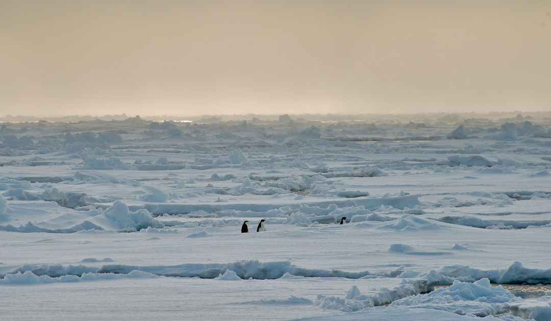 Extremereignisse in Antarktika nehmen zu, reichen Umweltprotokolle noch aus?