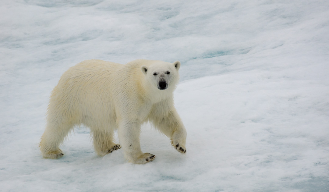 L’ours polaire, icône du climat