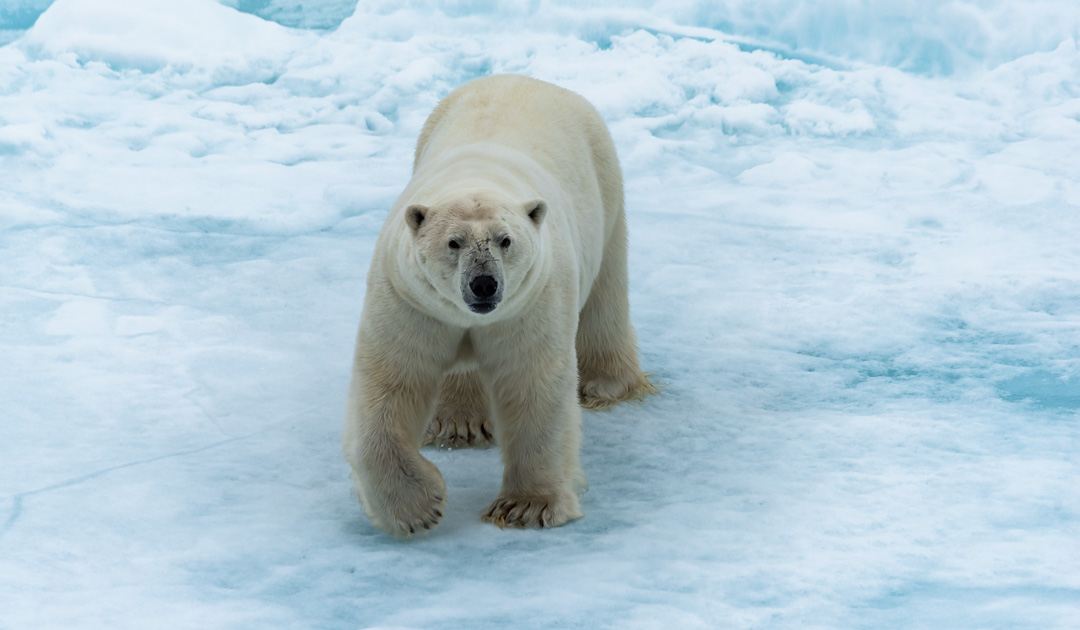DNA Pulled From Paw Prints May Help Researchers Study Elusive Polar Bears, Smart News